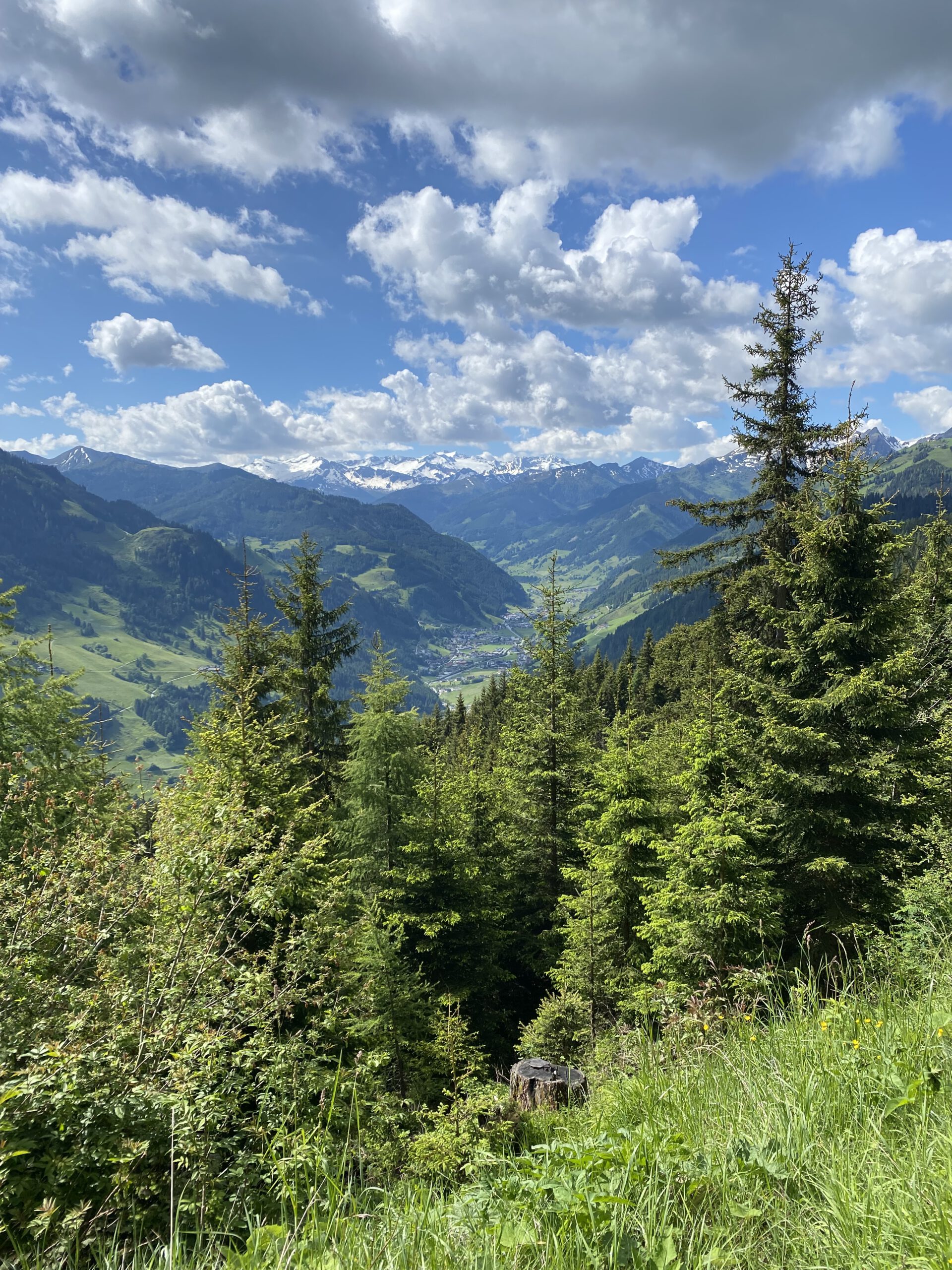 Nadelbäume vor Bergen